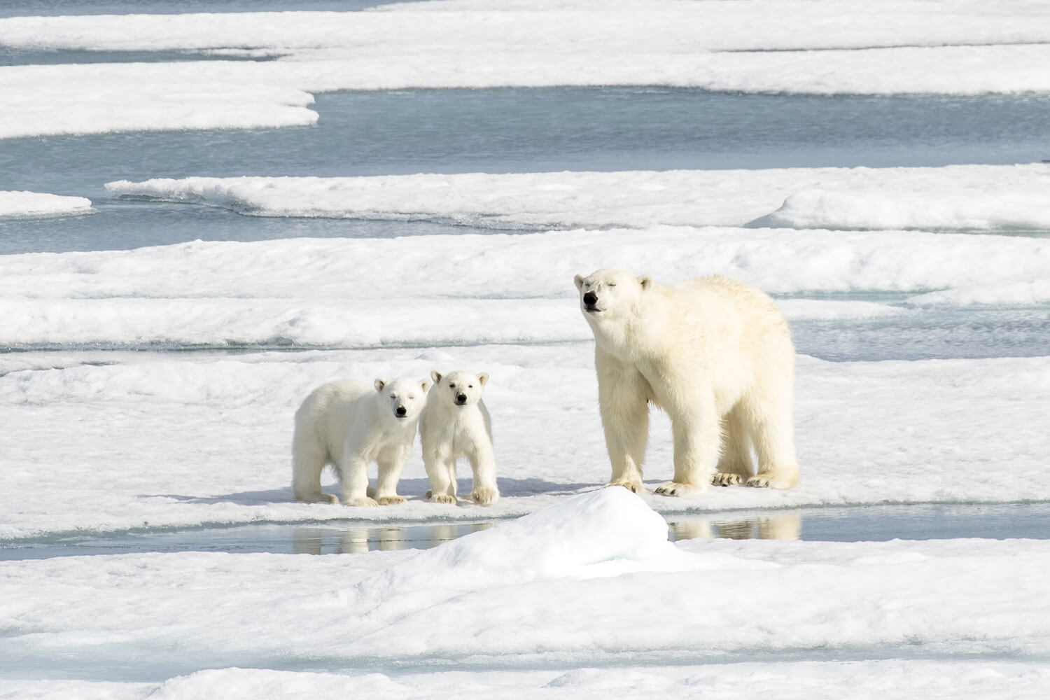 Sürdürülebilirlik